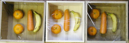 もみの木 実験開始時