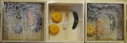 もみの木 45日経過時 (ラップ開封前)