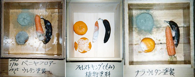 もみの木 45日経過時 (ラップ開封後)