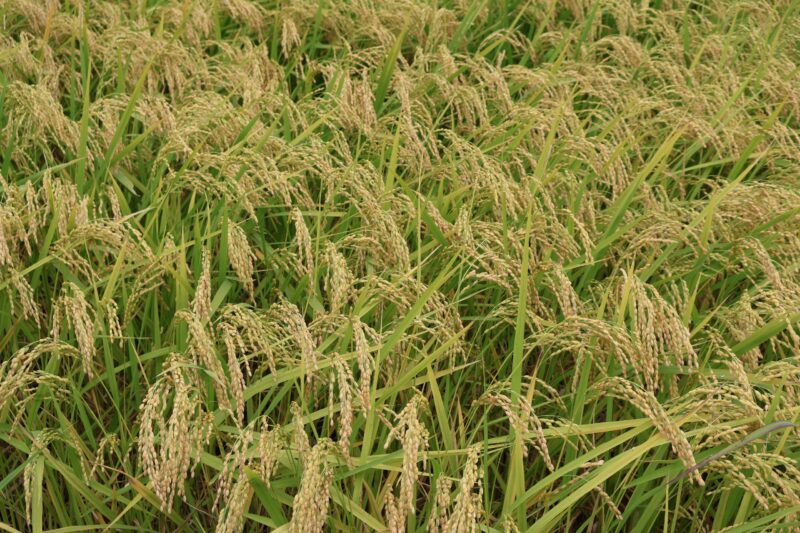 田んぼに実った稲穂の画像